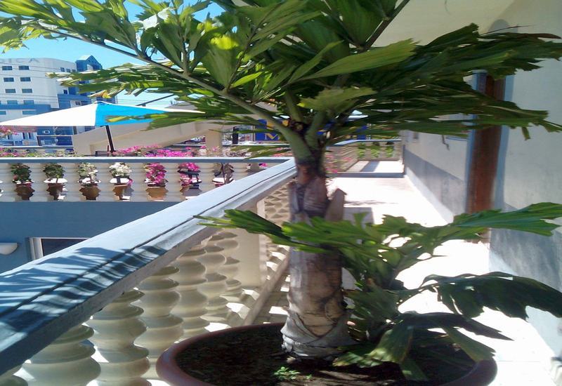 Hotel Mazatlan Ngoại thất bức ảnh